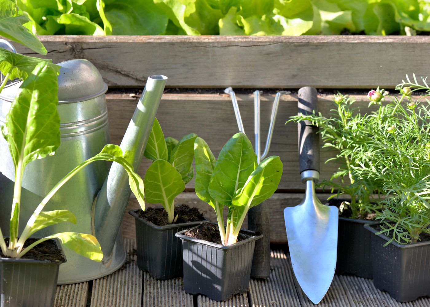 Les avantages du carré potager en bois pour votre jardin